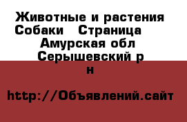 Животные и растения Собаки - Страница 24 . Амурская обл.,Серышевский р-н